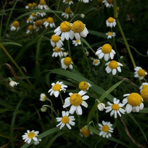 Matricaria chamomilla Blatt