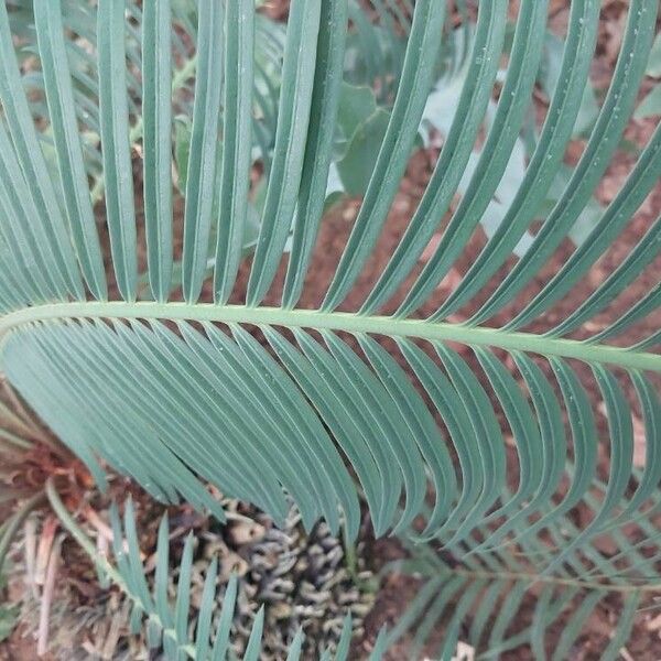 Cycas panzhihuaensis 葉