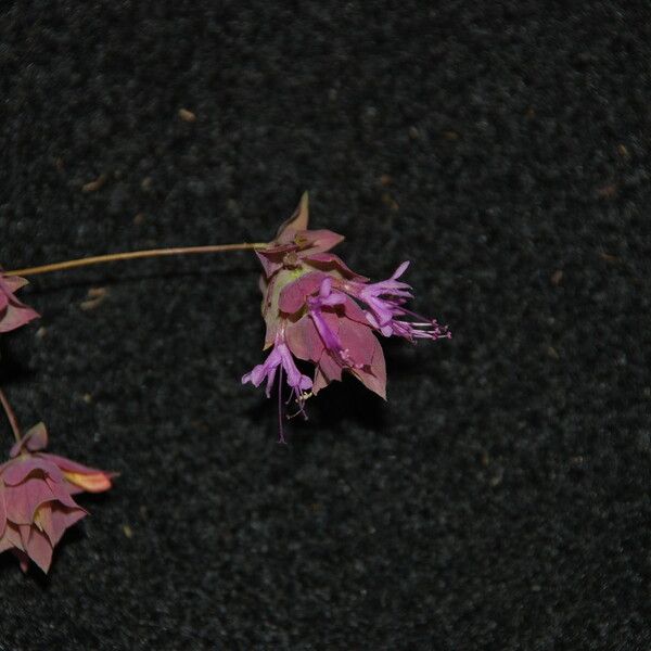 Origanum libanoticum 花