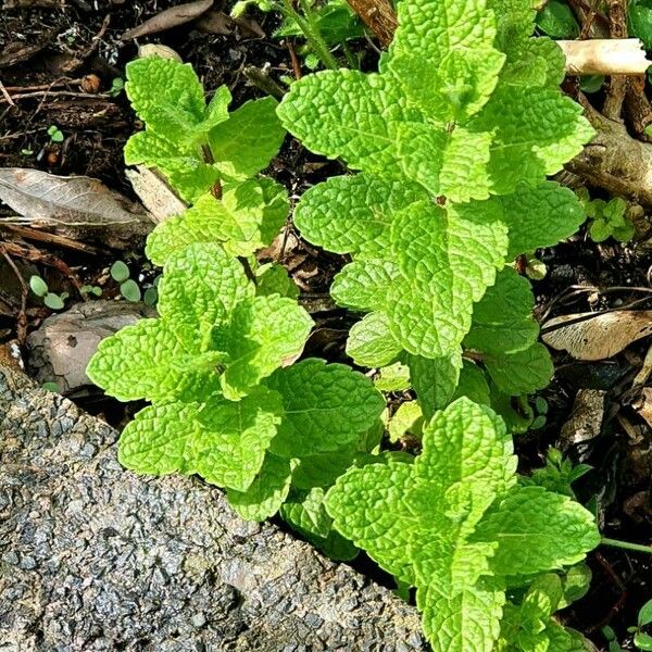 Mentha × rotundifolia 叶