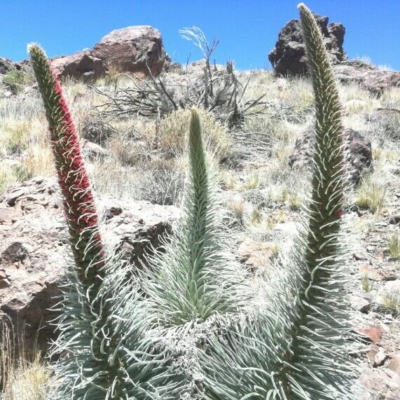 Echium wildpretii Floare