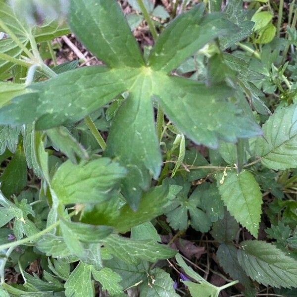 Geranium maculatum Листок