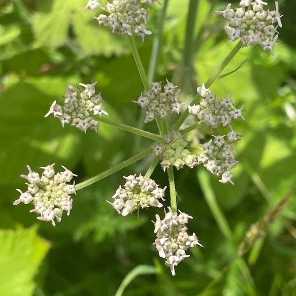 Heracleum sphondylium عادت داشتن