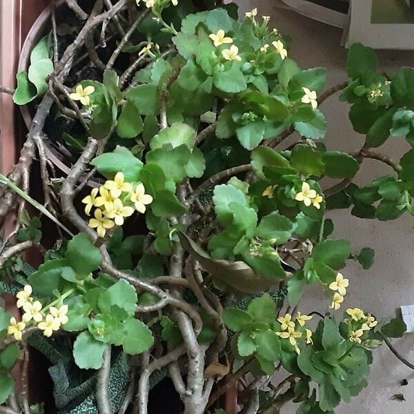 Kalanchoe blossfeldiana Plante entière