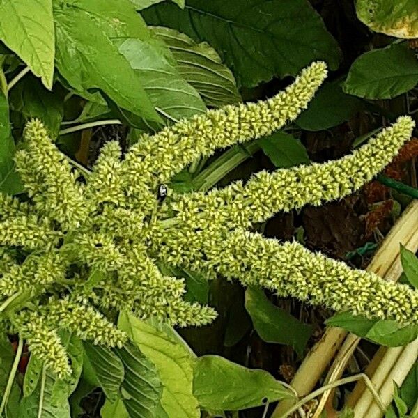 Amaranthus spinosus Květ