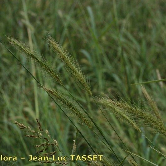 Hordeum secalinum 花