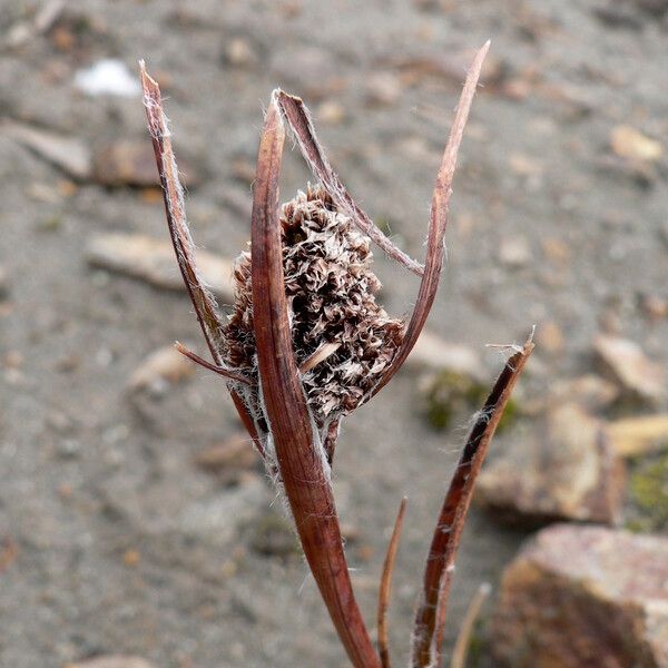 Luzula racemosa Blüte