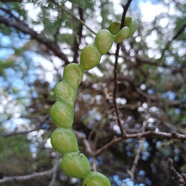 Prosopis affinis Fruit