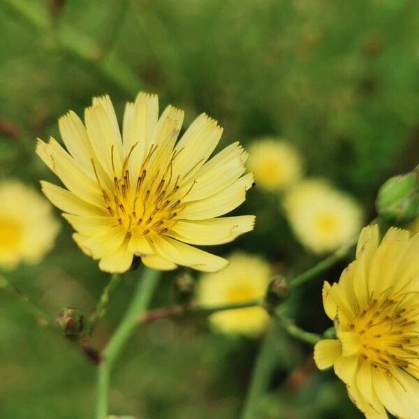 Lactuca indica Cvet