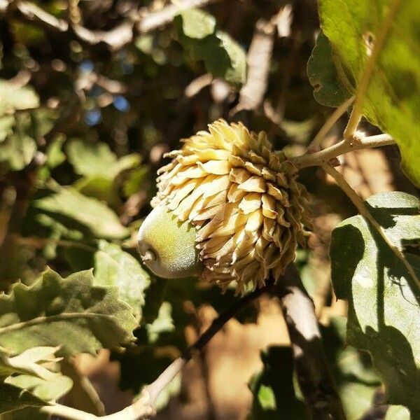 Quercus ithaburensis Fruit