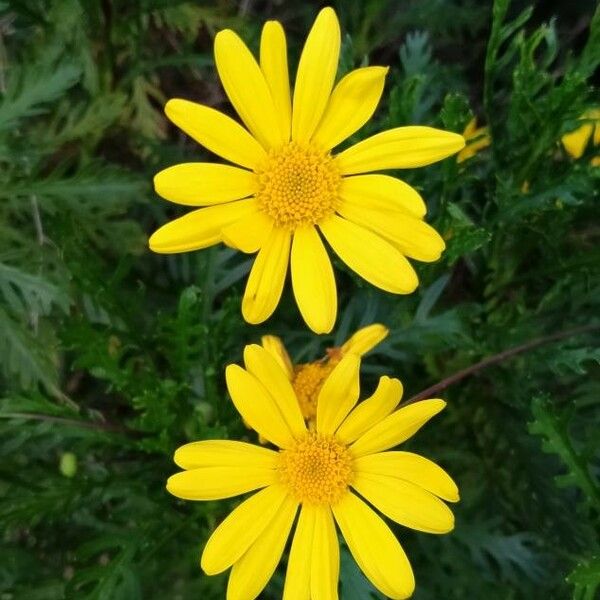 Euryops pectinatus Цветок