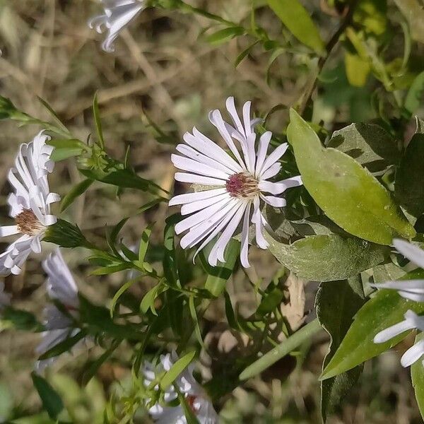 Symphyotrichum lanceolatum പുഷ്പം