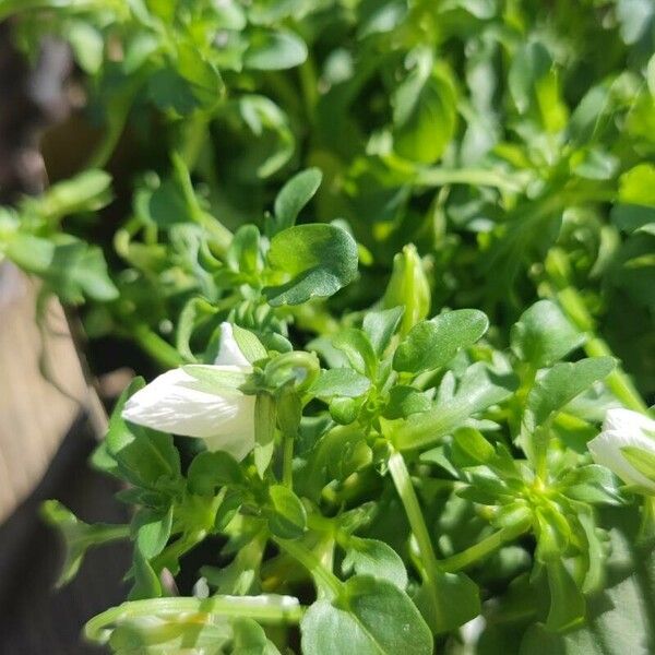 Campanula carpatica Žiedas