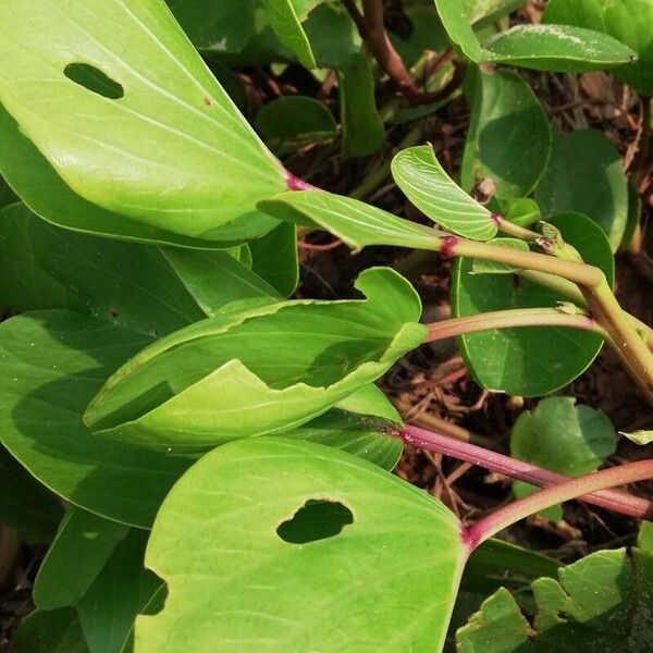 Ipomoea pes-caprae Levél