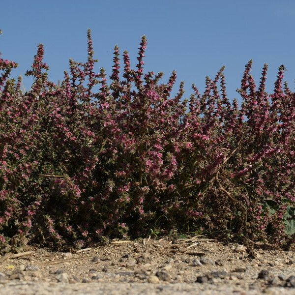 Salsola tragus Leaf