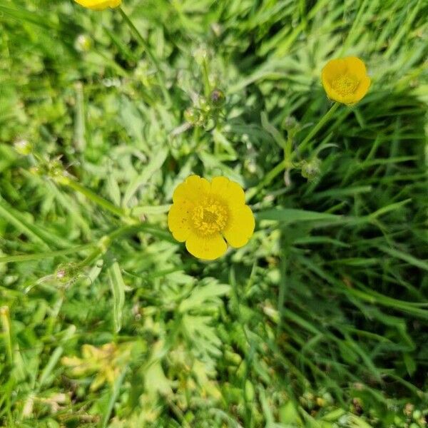 Ranunculus macrophyllus Flower