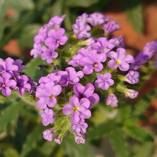 Heliotropium amplexicaule Flower