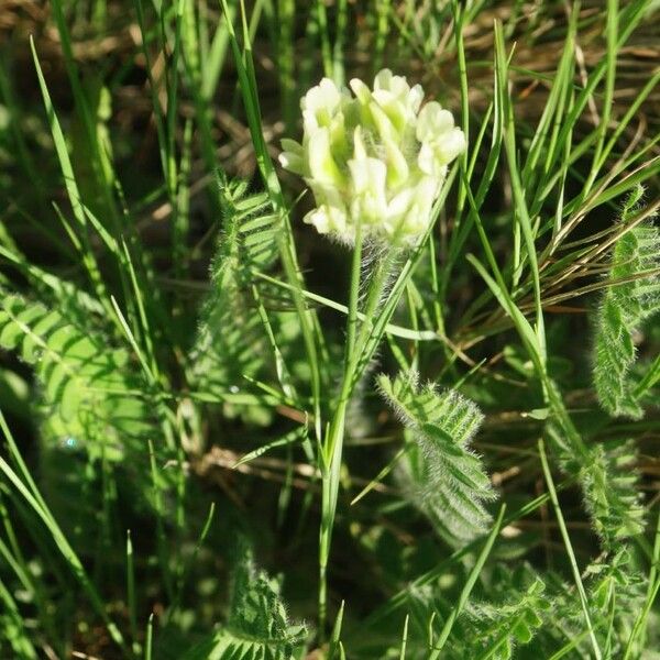 Astragalus cicer പുഷ്പം