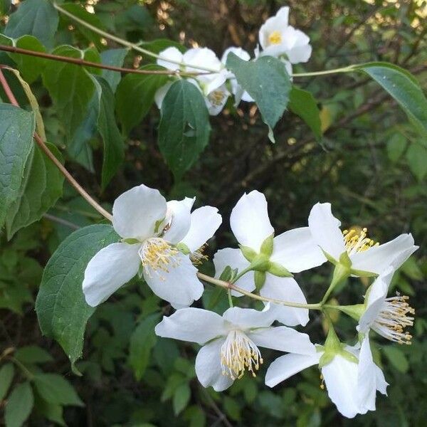 Philadelphus coronarius Flower