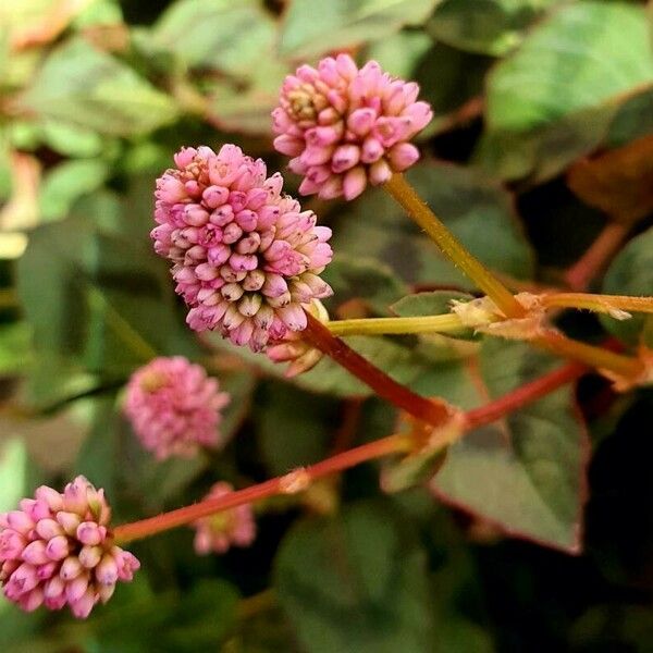 Persicaria capitata 果実