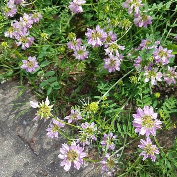 Coronilla varia Virág