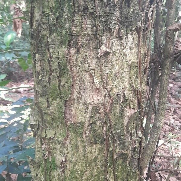 Quercus lancifolia 树皮