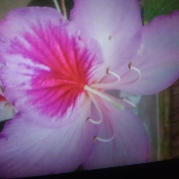 Bauhinia purpurea Blomst