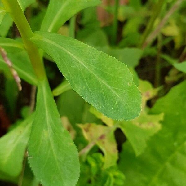 Euphorbia helioscopia Leaf