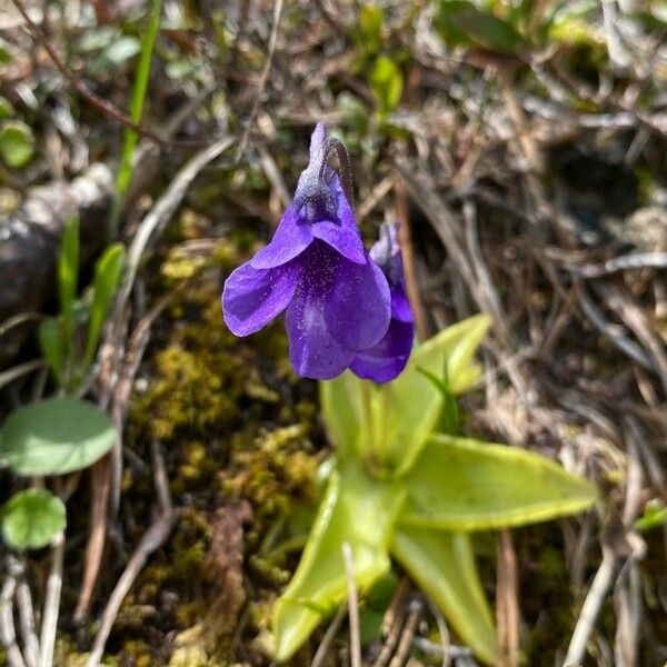 Pinguicula vulgaris Flower