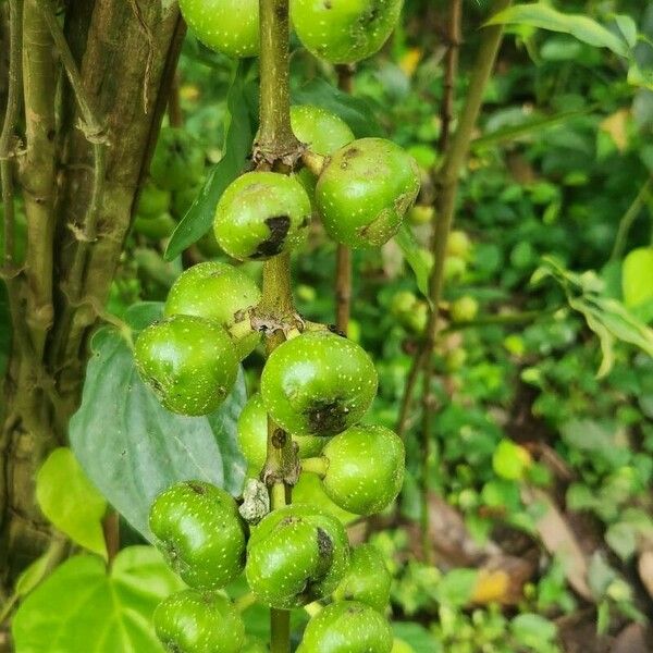 Ficus hispida Φρούτο