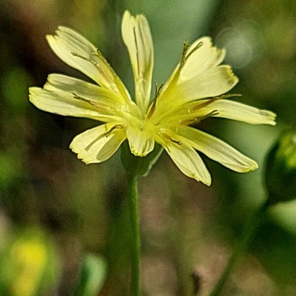 Lapsana communis Flower