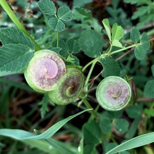 Medicago orbicularis पत्ता