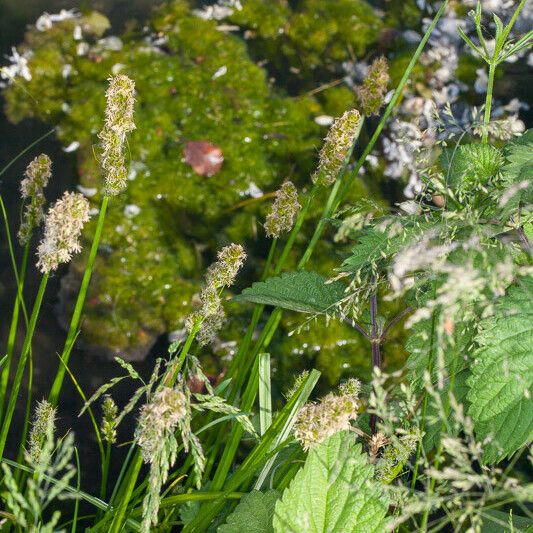 Carex otrubae Habitat