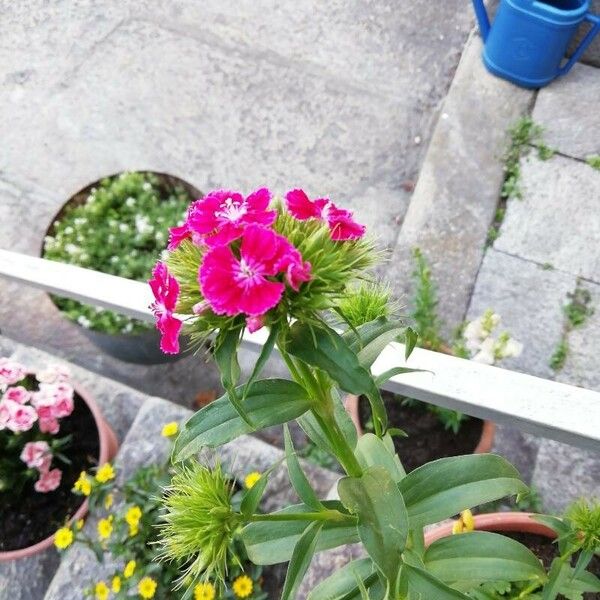 Dianthus chinensis Flower