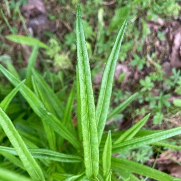 Helianthus angustifolius Лист