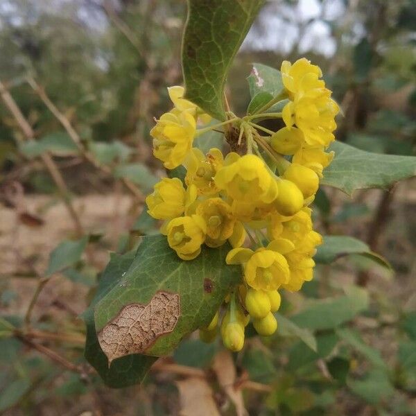 Berberis glaucocarpa Fleur