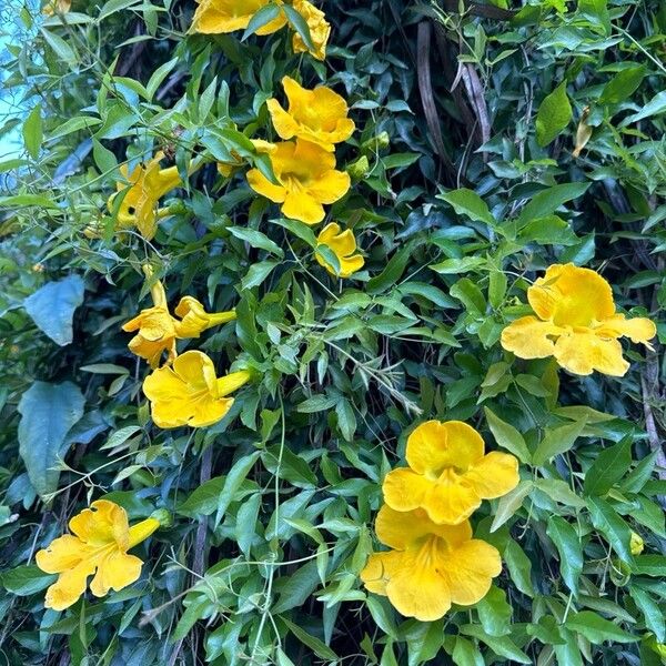 Dolichandra unguis-cati Floare