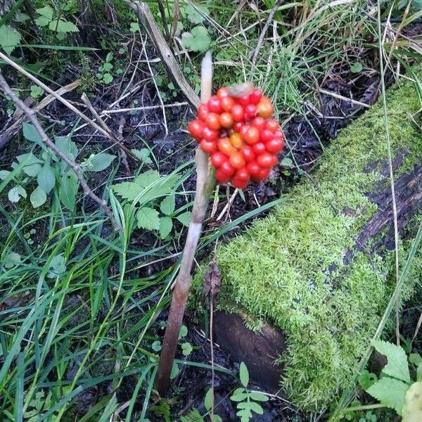 Arisaema triphyllum Fruit