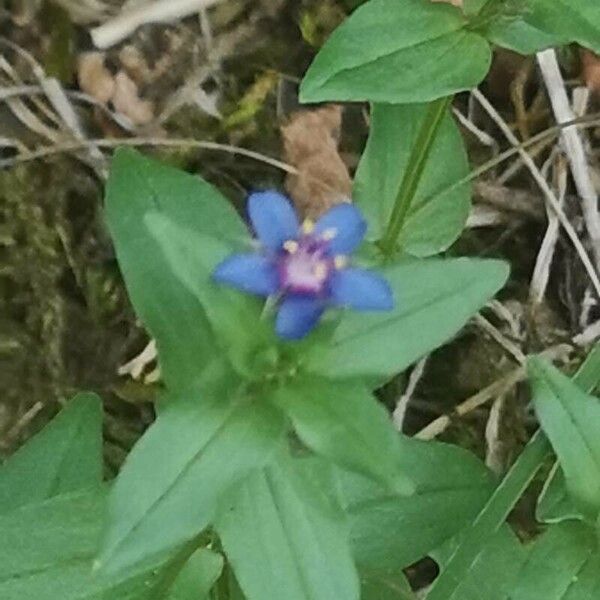 Lysimachia foemina Цвят