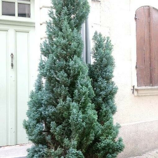 Cupressus arizonica 叶