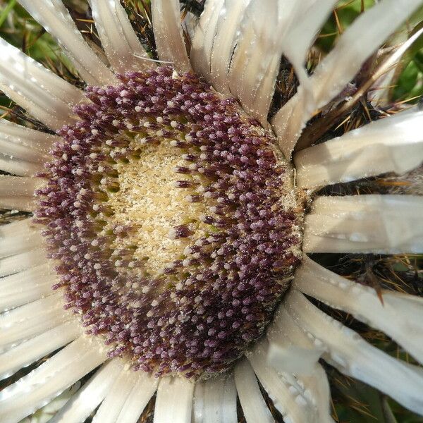 Carlina acaulis Žiedas