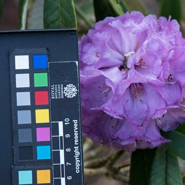 Rhododendron niveum Flor