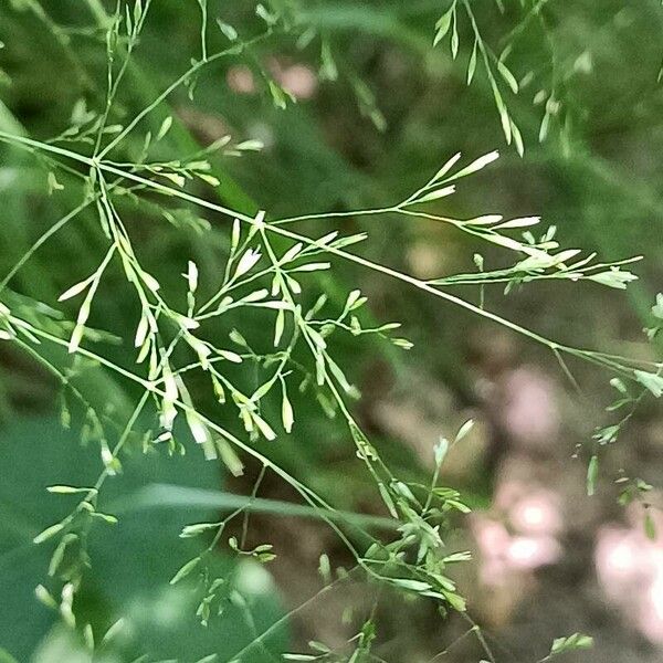 Poa nemoralis 花