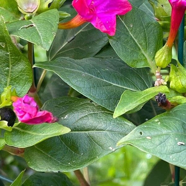 Mirabilis jalapa Fuelha