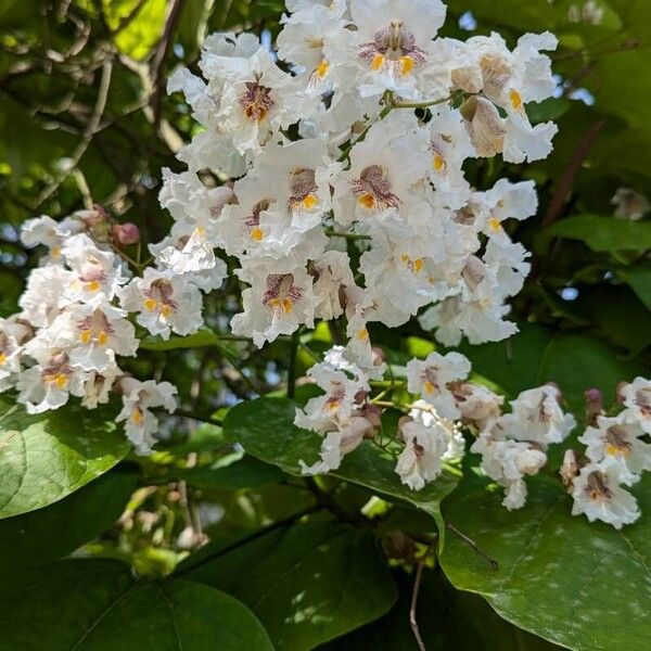 Catalpa ovata Kvet