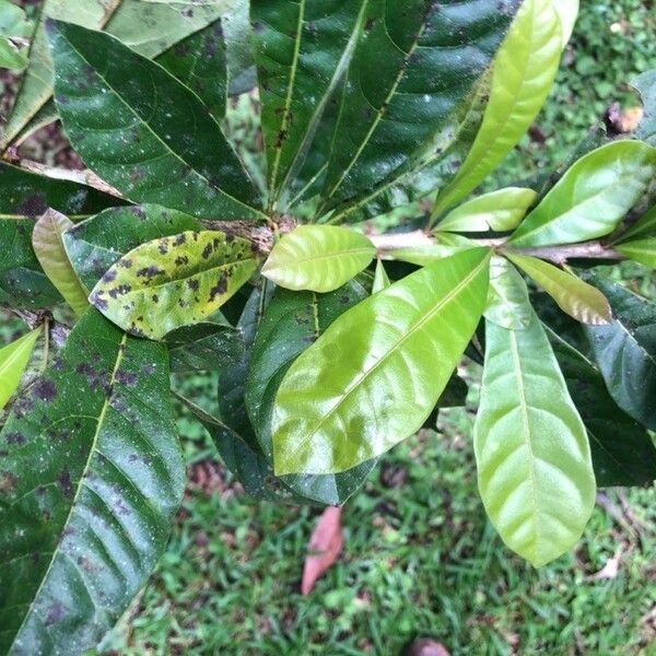 Crescentia cujete Blad