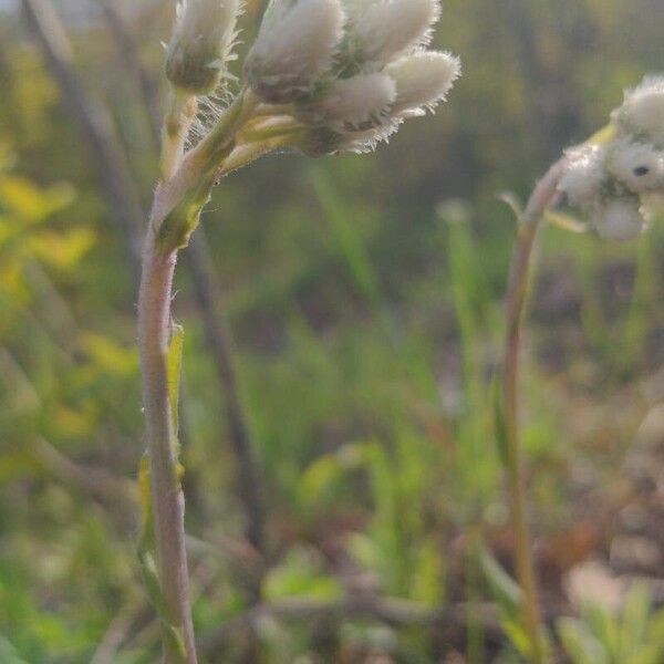 Antennaria howellii Λουλούδι