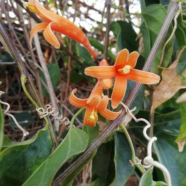 Pyrostegia venusta Flors