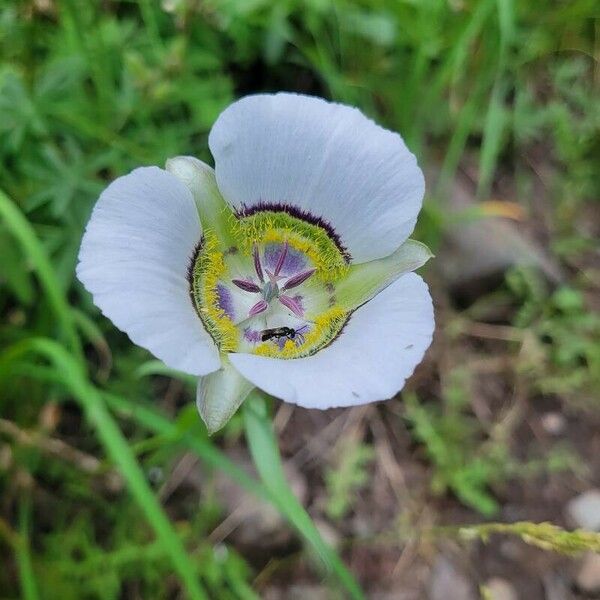 Calochortus gunnisonii Flor