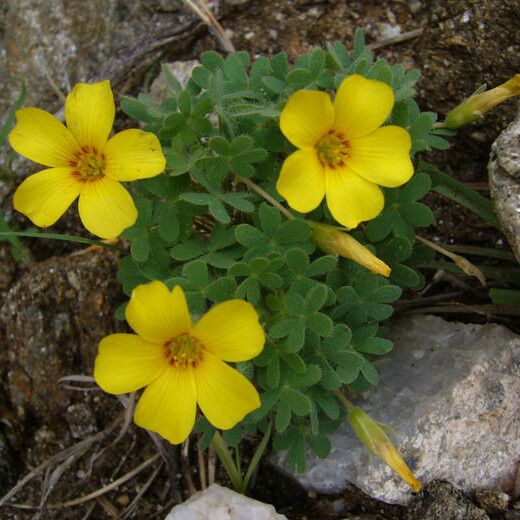 Oxalis macrantha Flower